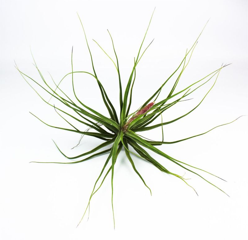 Tillandsia schiedeana