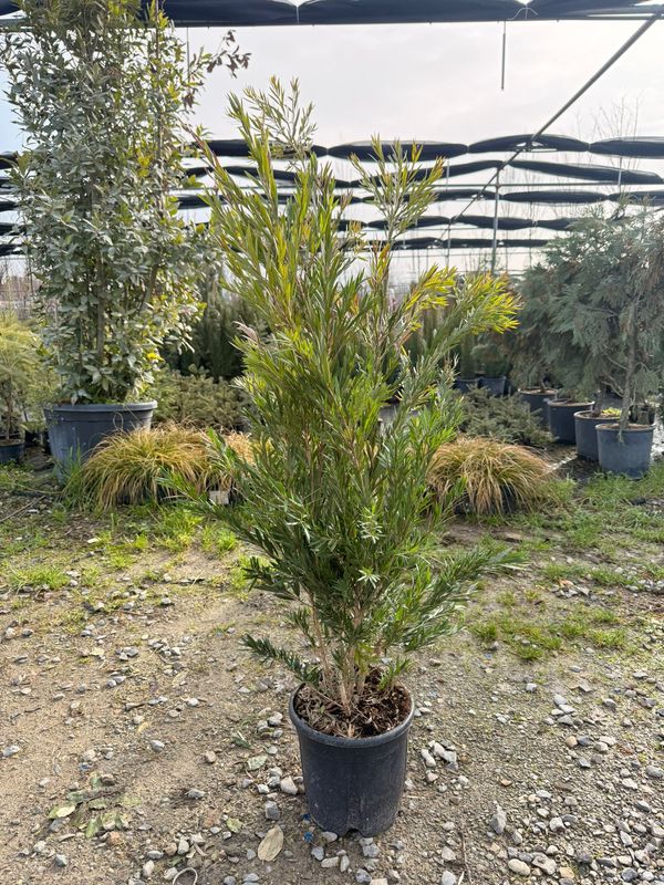 Callistemon 'King Park', Spazzacamino rosso - vaso Ø24 cm
