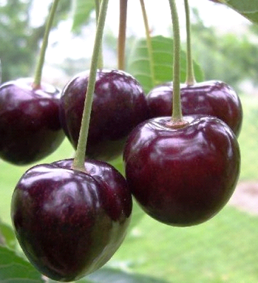 Ciliegio Hedelfinger, Ciliegia Hedelfinger Giant, Prunus avium - vaso Ø25 cm