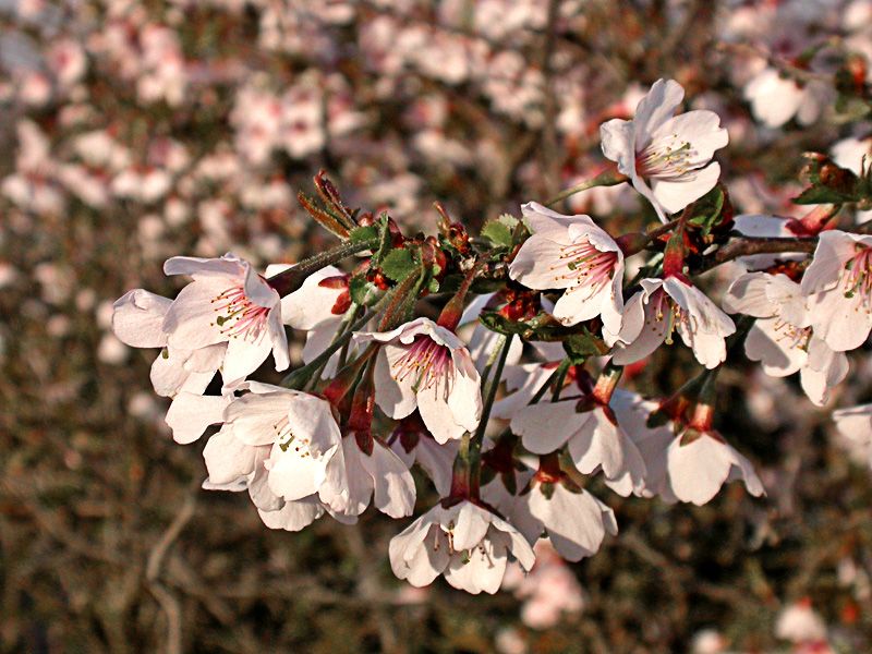 Prunus Incisa Kojou No Mai - vaso Ø17 cm