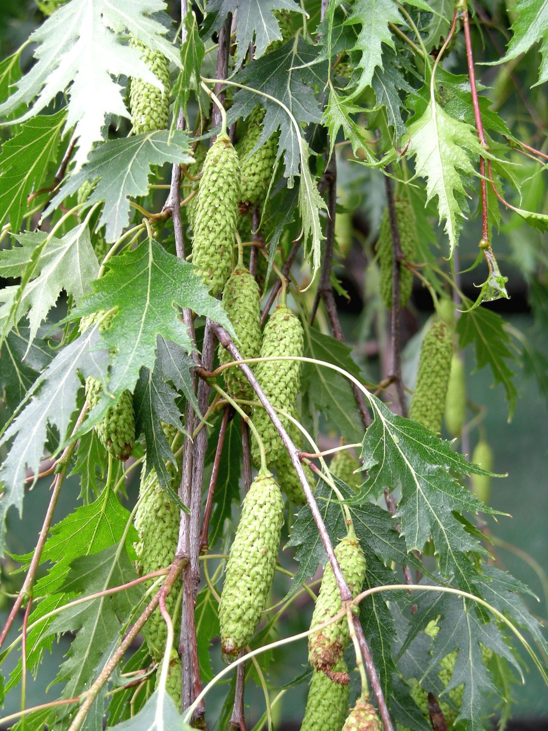 Betula pendula 'Laciniata', Betulla bianca Laciniata - vaso Ø18 cm, h 200/220 cm
