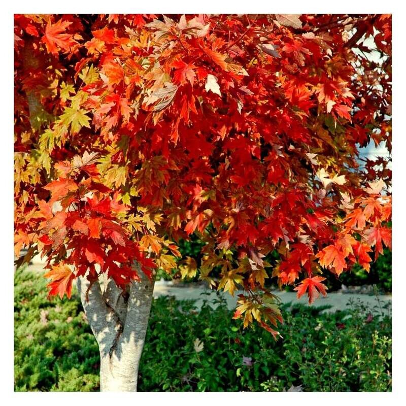 Acero, Acer x freemanii 'Autumn Blaze' rubrum - vaso 1 litro, h 60/80 cm