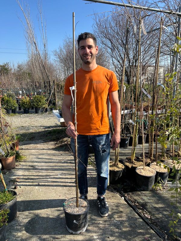Acero Rosso,  Acer rubrum 'Summer Red' - vaso Ø18 cm, h 125-150 cm