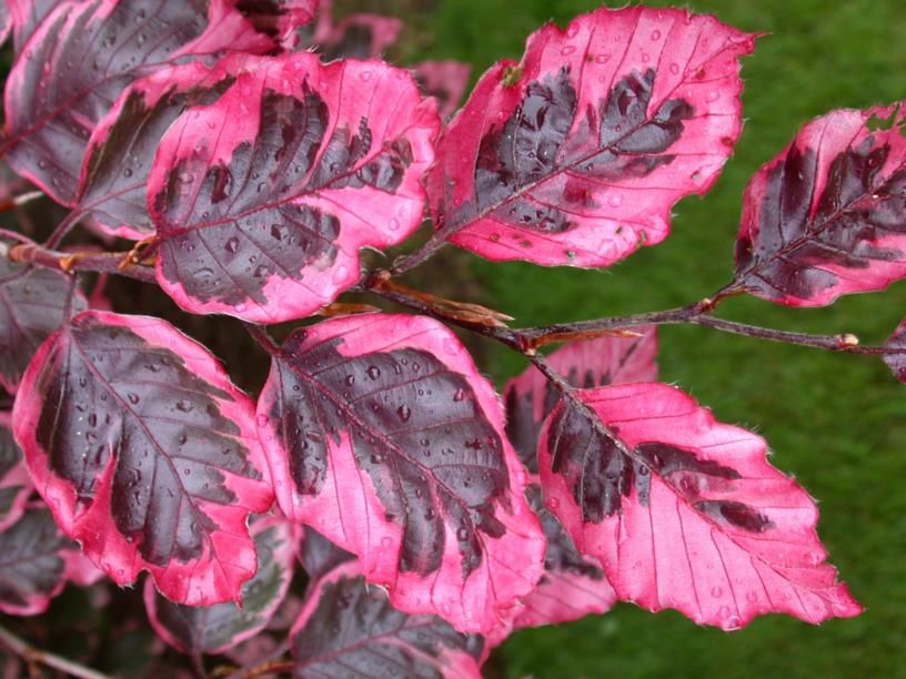 Fagus sylvatica 'Tricolor', Faggio tricolore, Faggio rosa variegato - vaso Ø16 cm, h 30-40 cm