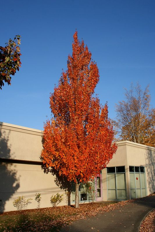 Acero, Acer × freemanii 'Armstrong' - vaso 3 litri, h 50 cm