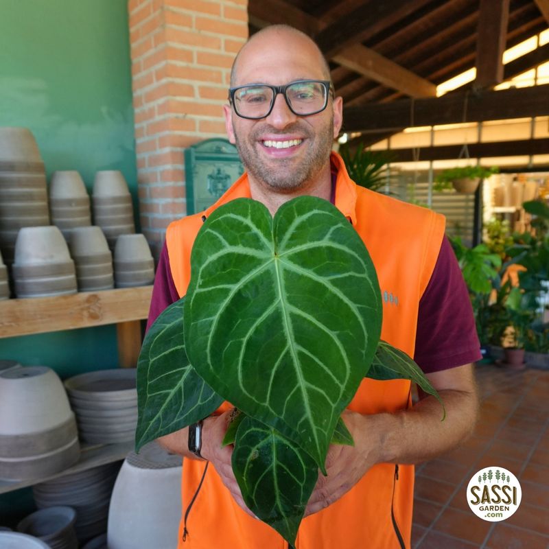 Anthurium Magnificum, Anthurium Gigante - vaso Ø12 cm