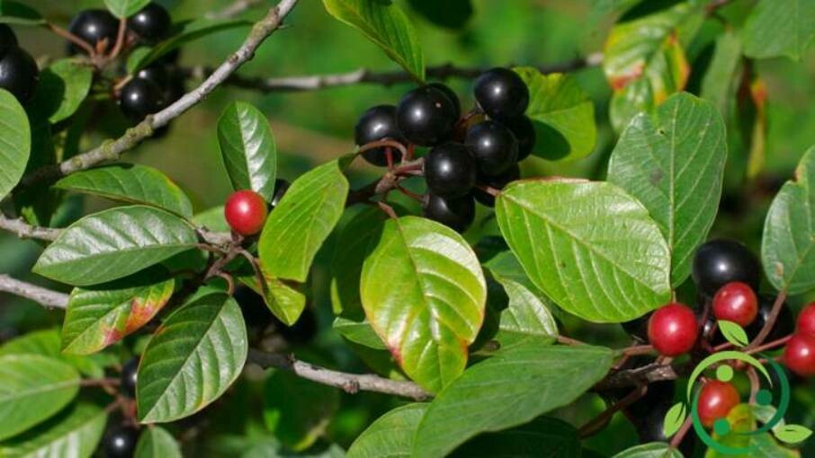 Rhamnus Frangula, Frangula, Frangola - vaso Ø10 cm 2