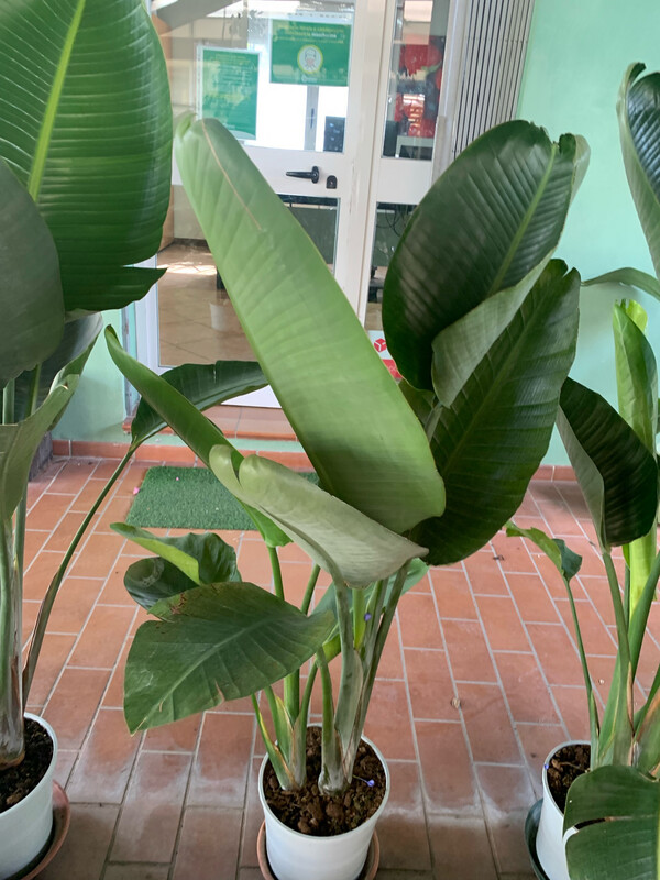 Strelitzia Nicolai, Strelizia, Uccello del paradiso gigante, Falso Banano - vaso Ø21 cm, h 60-70 cm fuori vaso