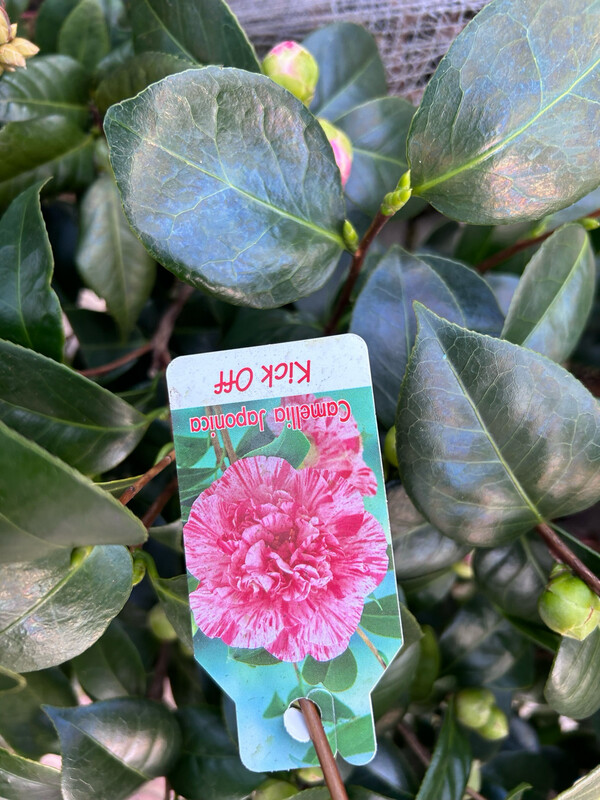 Camellia Japonica, Camelia del Giappone - vaso Ø40 cm h 110