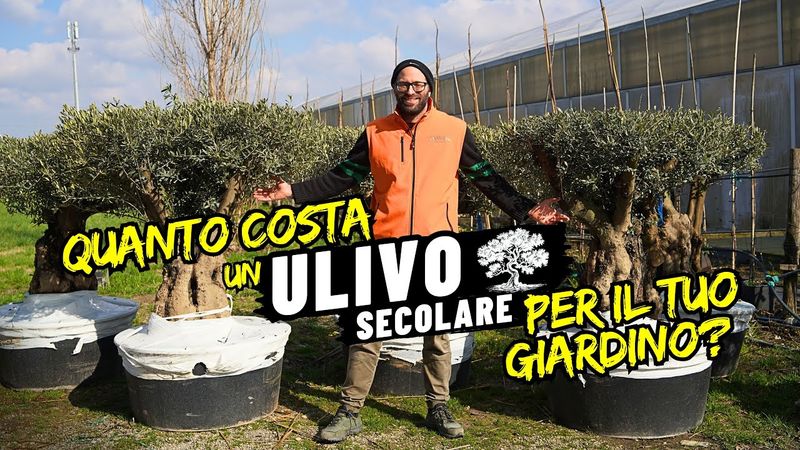 Ulivo Olivo Frantoio, Olea europaea var. Frantoio - vaso Ø22 cm