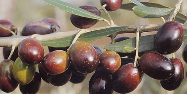 Ulivo Maurino, Olivo, Olea europaea var. Maurino - vaso Ø22 cm Ulivo Maurino, Olivo, Olea europaea var. Maurino - vaso Ø22 cm