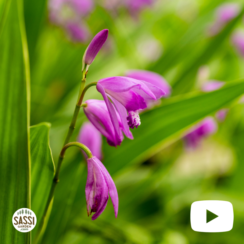 Bletilla striata 'Penway Paris' , Orchidea da esterno - vaso Ø18 cm