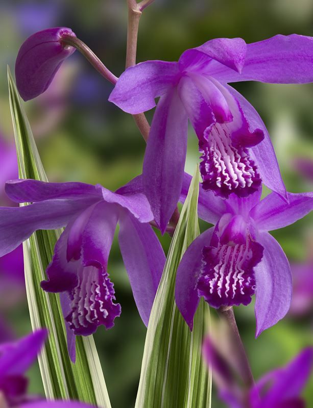 Bletilla striata 'Variegata', Bletilla variegata, Orchidea terrestre da esterno - vaso Ø18 cm