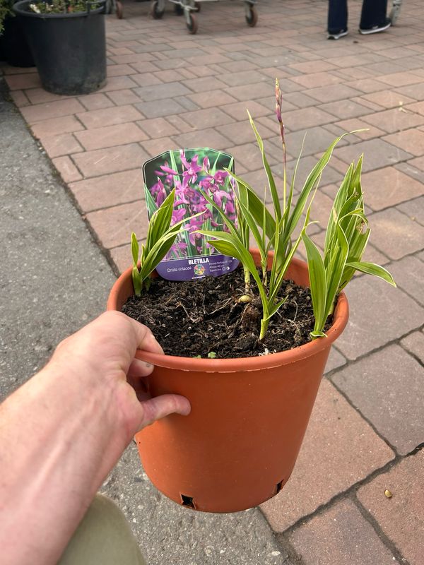 Bletilla striata 'Variegata', Bletilla variegata, Orchidea terrestre da esterno - vaso Ø18 cm