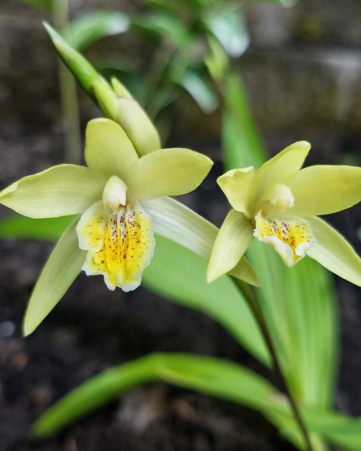 Bletilla ochracea, Orchidea terrestre da esterno gialla- vaso Ø9 cm