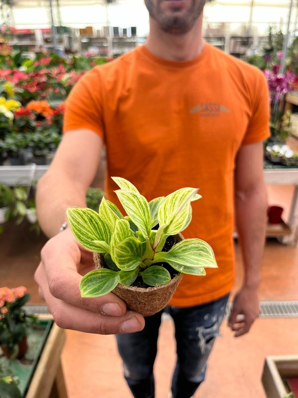 Philodendron 'Peridot' , Filodendro - vaso Ø9 cm