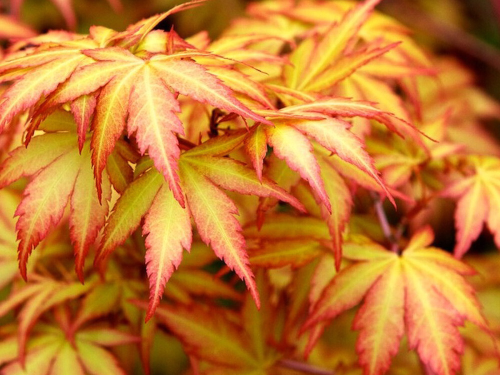 Acer palmatum 'Sango Kaku', Acero Giapponese Sangokaku - vaso Ø19 cm, h 50 cm