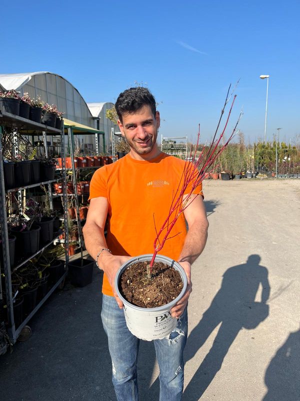 Acer palmatum 'Sango Kaku', Acero Giapponese Sangokaku - vaso Ø19 cm, h 50 cm