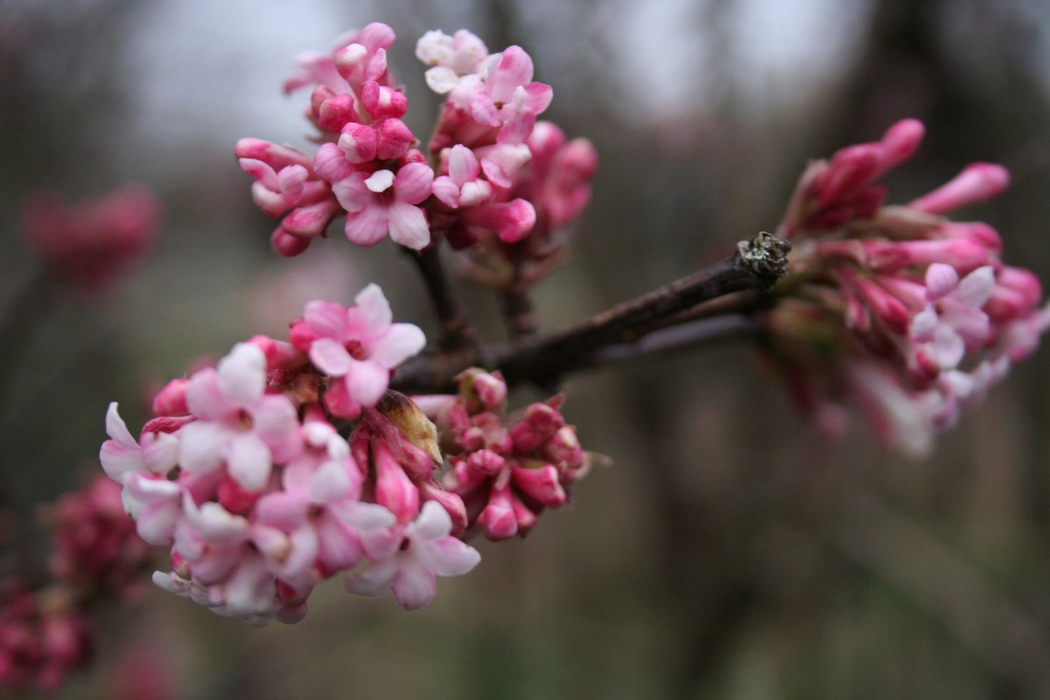 Viburnum × bodnantense 'Dawn', Viburno invernale - vaso Ø24 cm