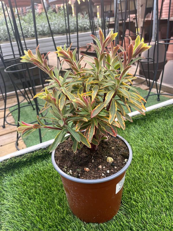 Euphorbia Amygdaloides 'Ascott Rainbow' - vaso Ø15 cm