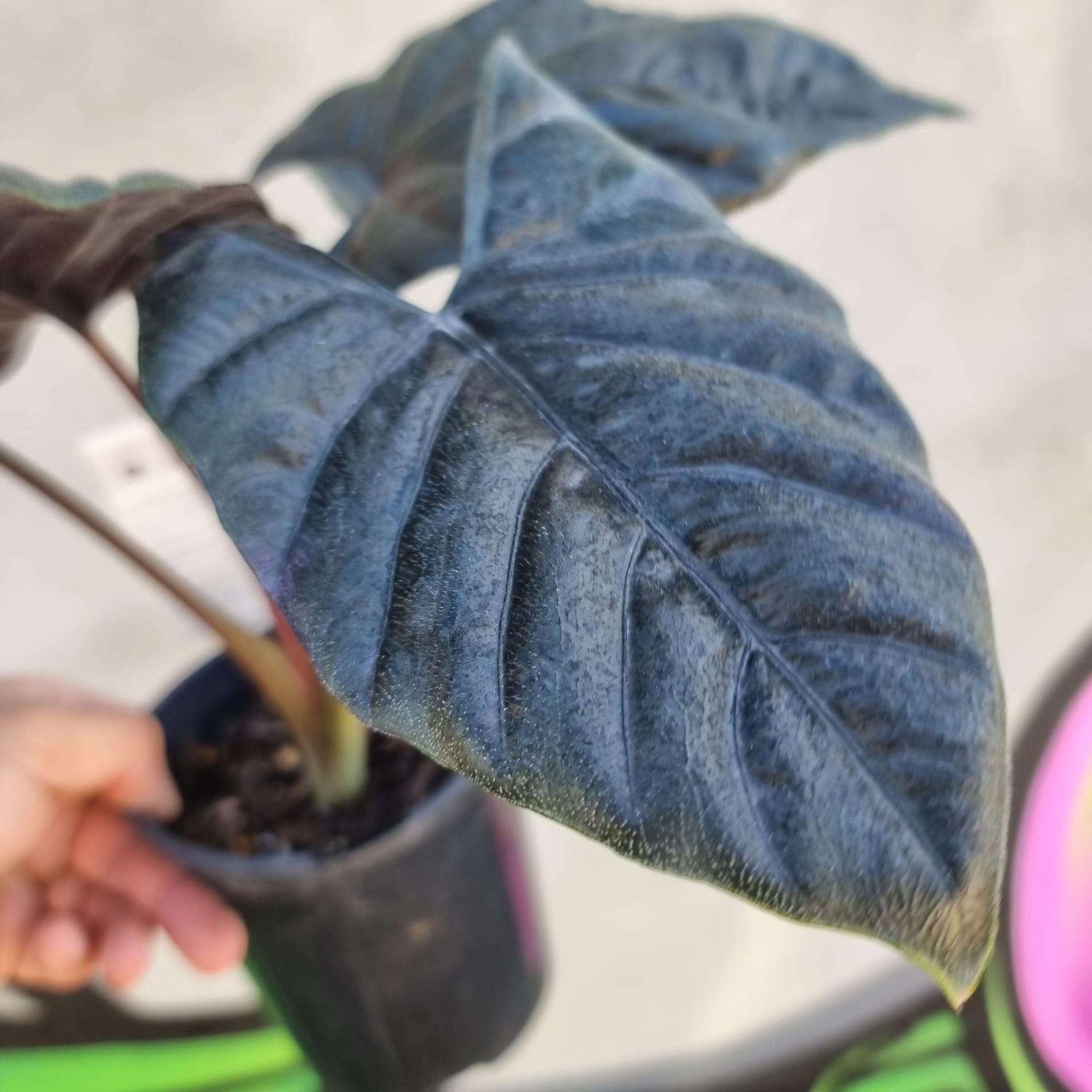 Alocasia 'Antoro Velvet'- vaso Ø12 cm Alocasia 'Antoro Velvet'- vaso Ø12 cm