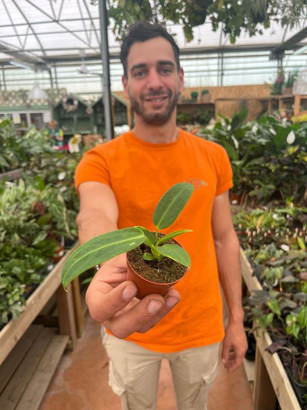 Anthurium warocqueanum, Anthurium Regale - vaso Ø6 cm