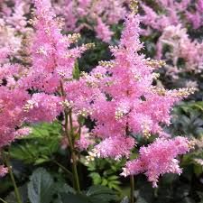 Astilbe 'Spotlight' - vaso Ø11 cm
