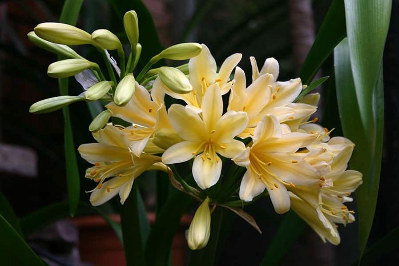 Clivia miniata ‘Citrina‘ - vaso Ø13 cm