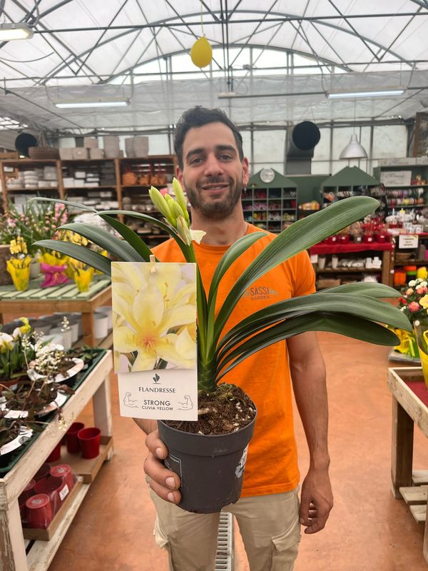 Clivia miniata ‘Citrina‘ - vaso Ø13 cm