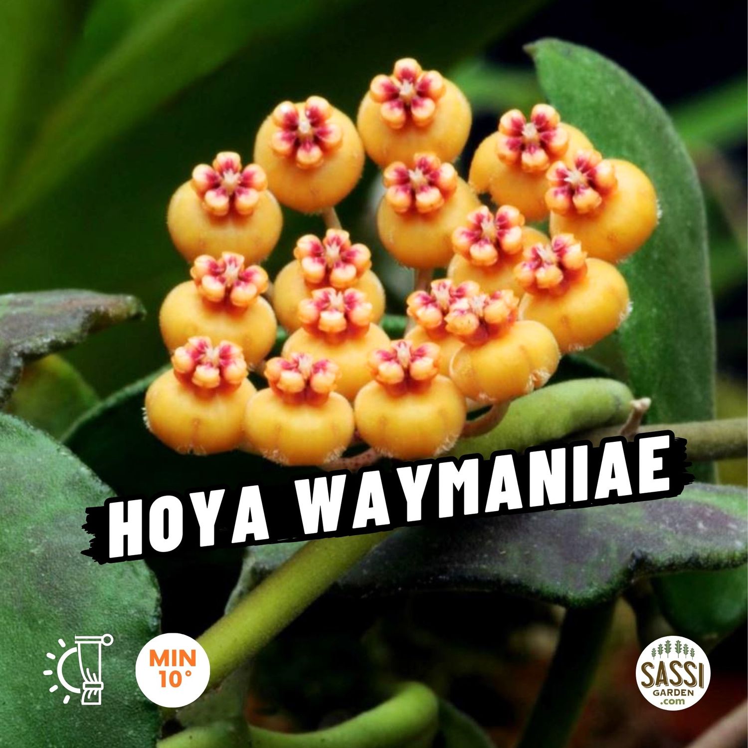 Hoya waymaniae, Fiore di cera - vaso Ø10,5 cm Hoya waymaniae, Fiore di cera - vaso Ø10,5 cm