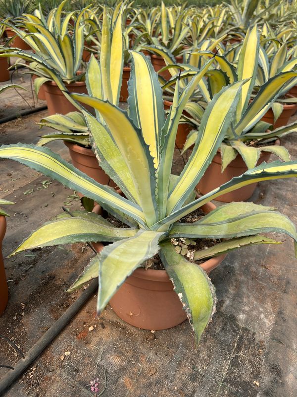 Agave americana 'Mediopicta Aurea' Century Plant, Pianta Grassa - vaso Ø30 cm Agave americana 'Mediopicta Aurea' Century Plant, Pianta Grassa - vaso Ø30 cm