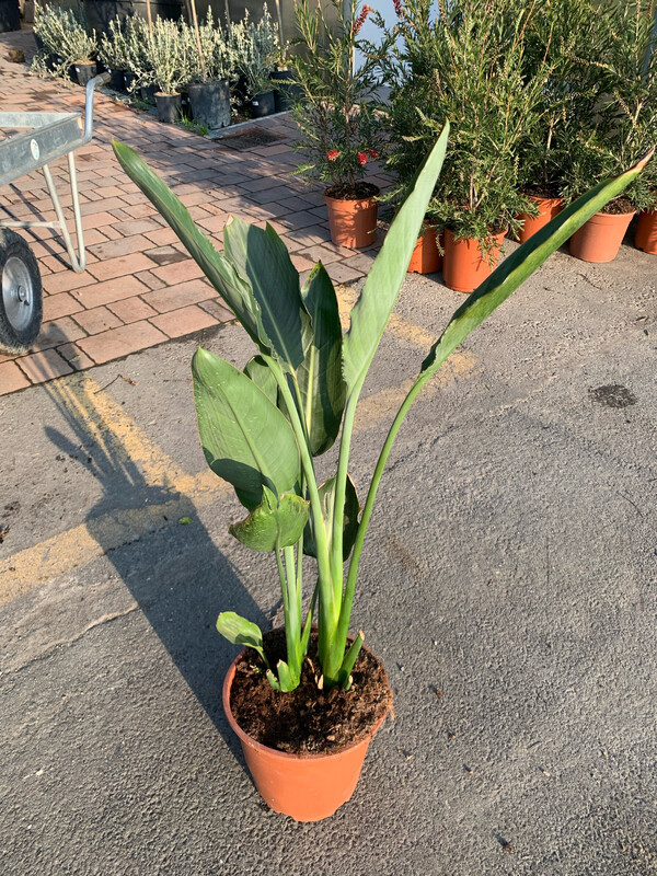 Strelitzia reginae, Strelizia, Uccello del paradiso - vaso Ø19 cm, NO FIORI