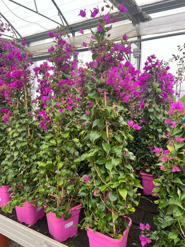 Bougainvillea sanderiana, Bouganville, Buganville - vaso Ø19x19, Piramide h 100 cm