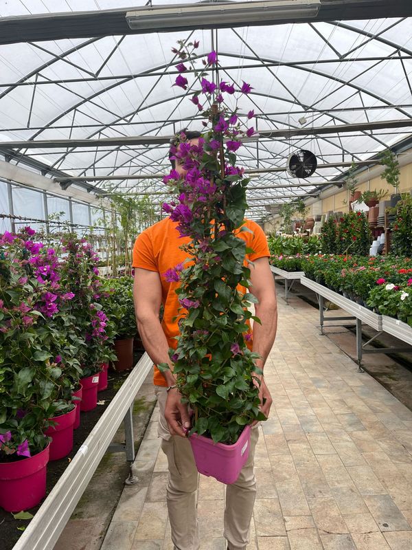Bougainvillea sanderiana, Bouganville, Buganville - vaso Ø19x19, Piramide h 100 cm