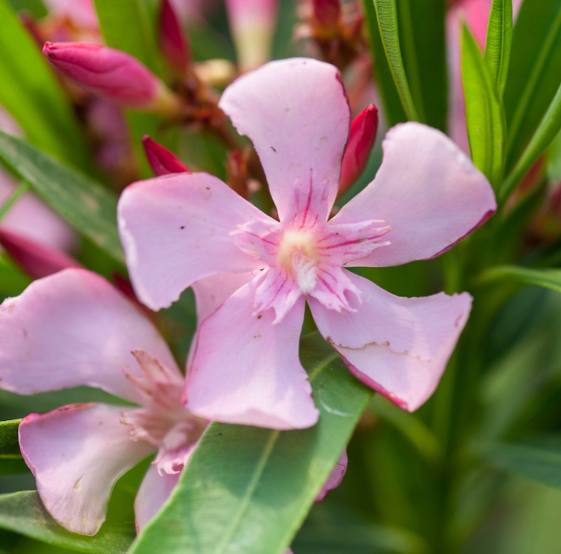 Nerium Oleander Magaly, Oleandro (fiore rosa semplice) - vaso Ø24 cm