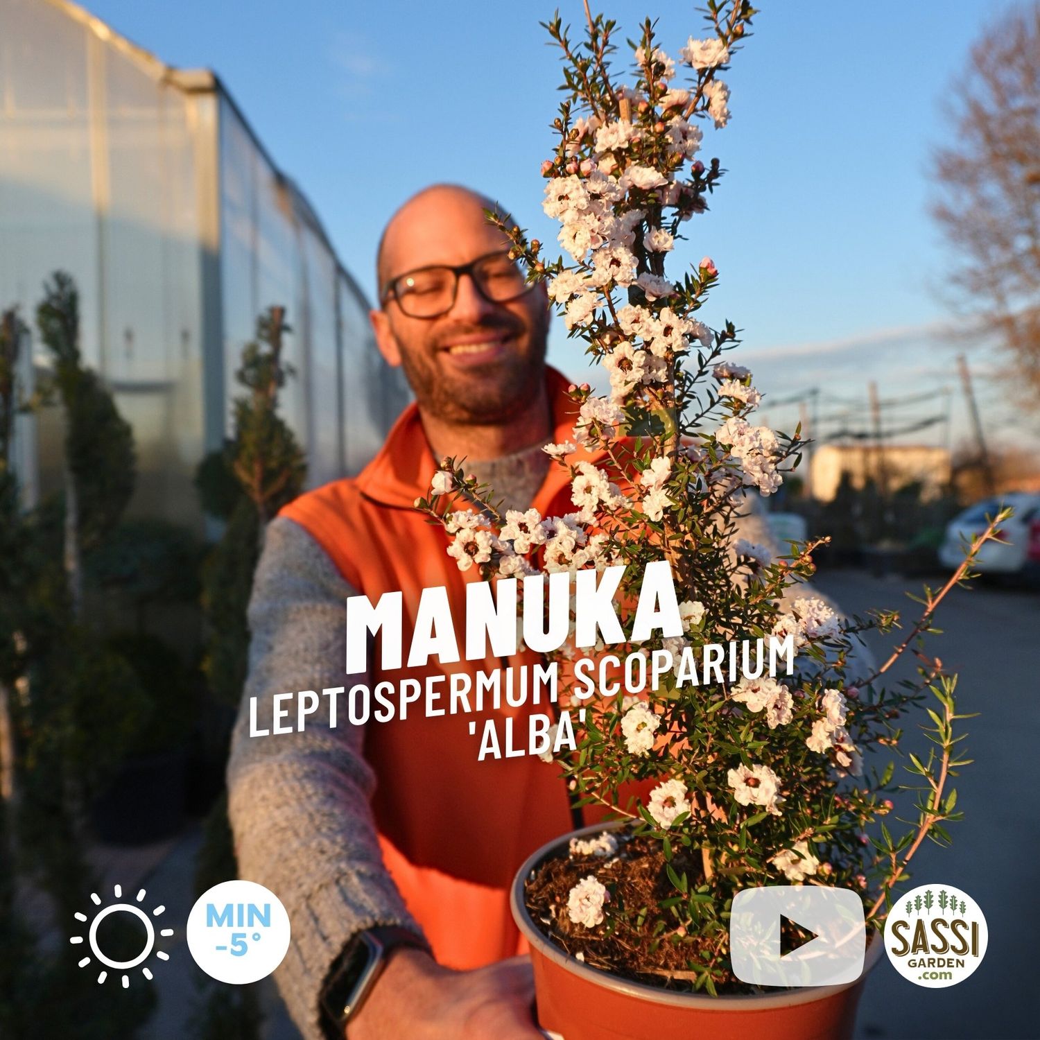 Manuka, Leptospermum scoparium 'Alba', Fiore Bianco - vaso Ø18 cm Manuka, Leptospermum scoparium 'Alba', Fiore Bianco - vaso Ø18 cm