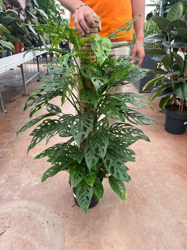 Philodendron Adansonii, Filodendro - vaso Ø20 cm, h 110 cm