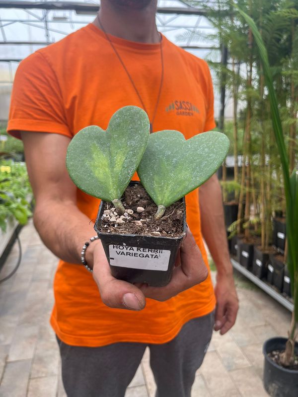 Hoya Kerrii Reverse, Pianta del Cuore - vaso 7x7 cm