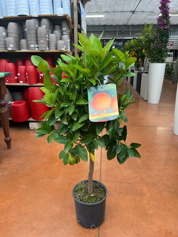 Citrus Sinensis, Arancio - vaso Ø21 cm