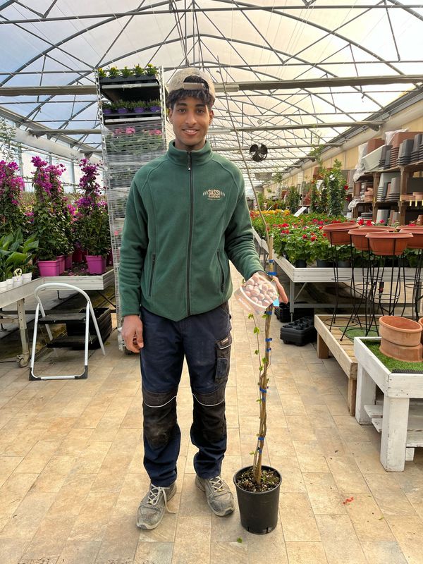 Corylus avellana ‘Nocchione’, Nocciolo, Nocciola romana - vaso Ø19 cm
