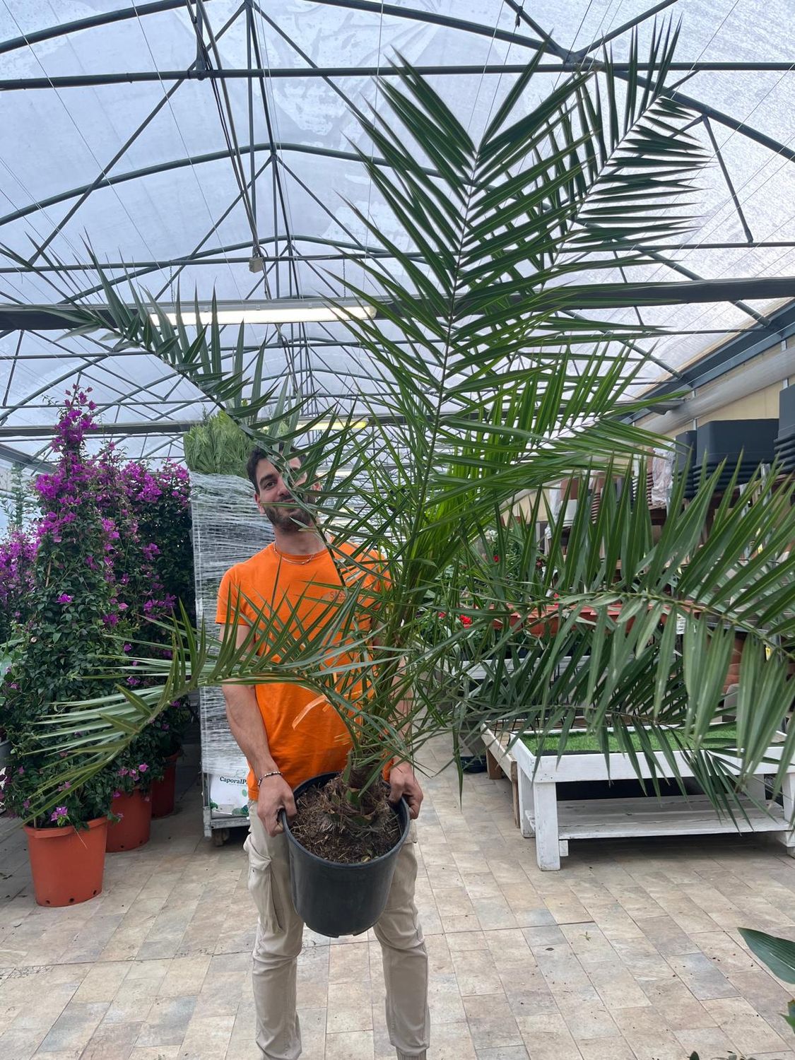 Phoenix Canariensis, Palma delle Canarie/Palma Fenice - vaso Ø27  cm