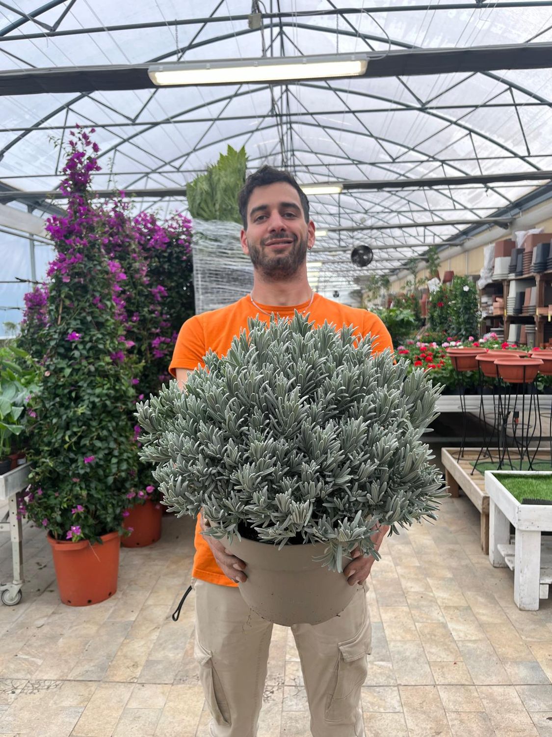 Lavanda Angustifolia, Lavandula - vaso Ø27 cm