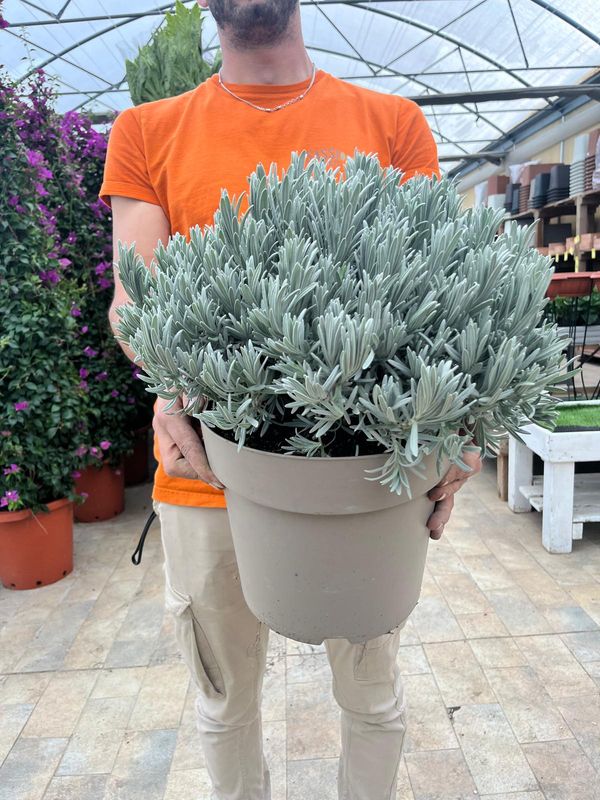Lavanda Angustifolia, Lavandula - vaso Ø27 cm