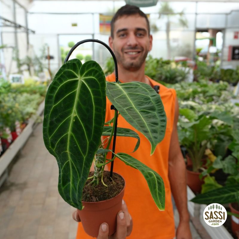 Anthurium warocqueanum, Anthurium Regale - vaso Ø12 cm