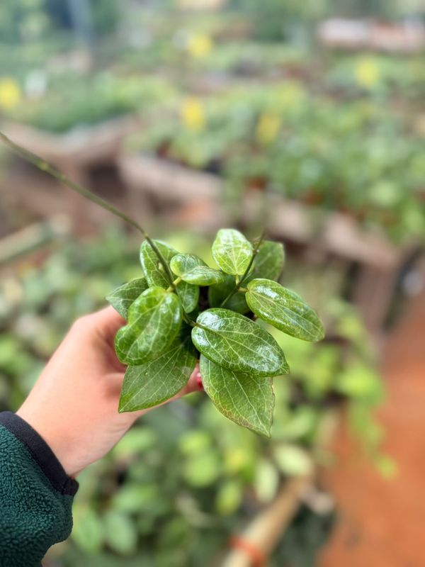 Hoya Fitchii, Fiore di Cera - vaso Ø6 cm