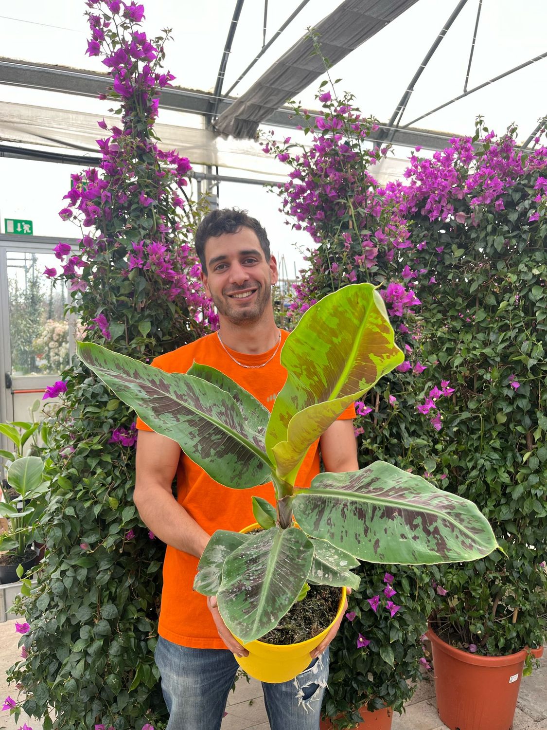 Musa acuminata 'Dwarf Cavendish', Banana, Banano da interni - vaso Ø21 cm