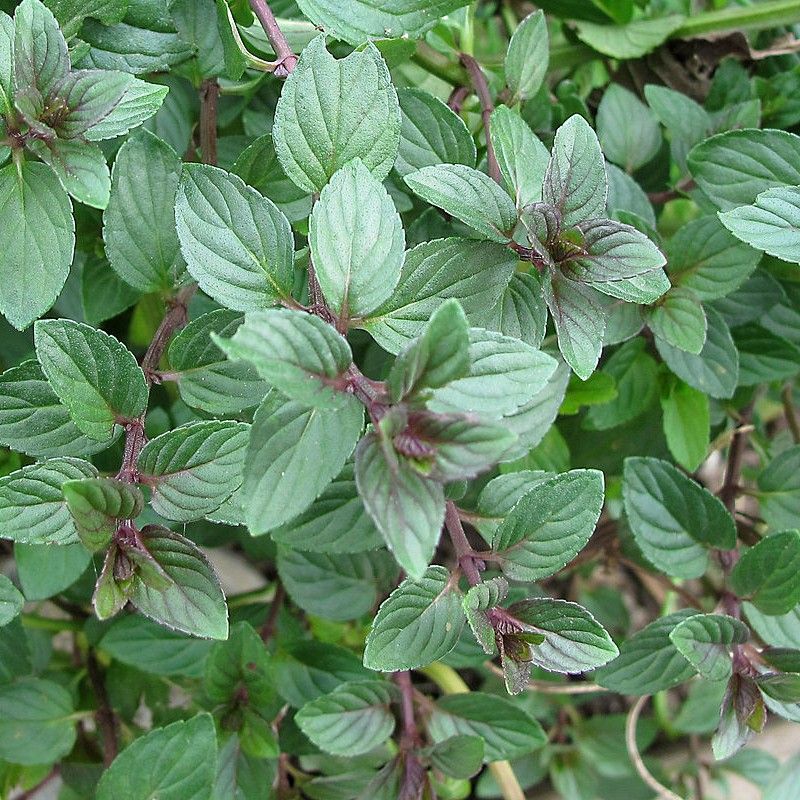Menta cioccolato, Mentha x piperita 'Chocolate'- vaso Ø14 cm
