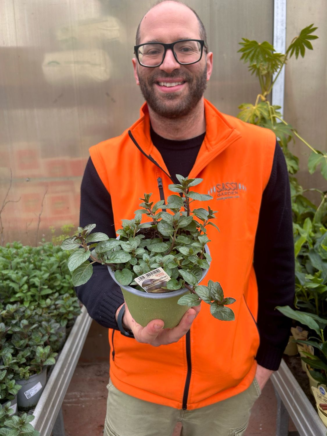 Menta cioccolato - Mentha x piperita 'Chocolate'- vaso Ø14 cm