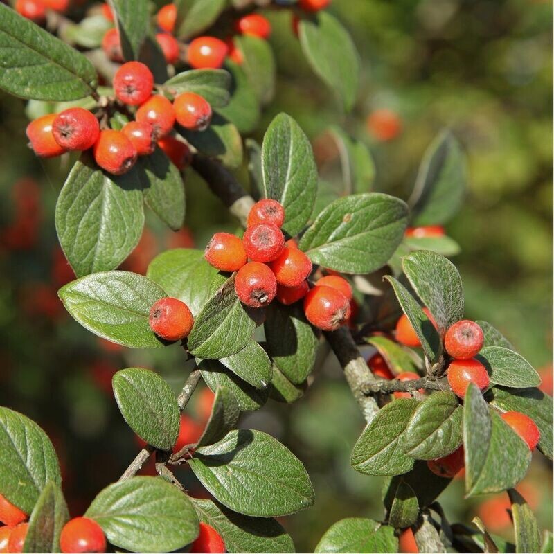 Cotoneaster Franchetii, Cotognastro di Franchet - vaso Ø24 cm