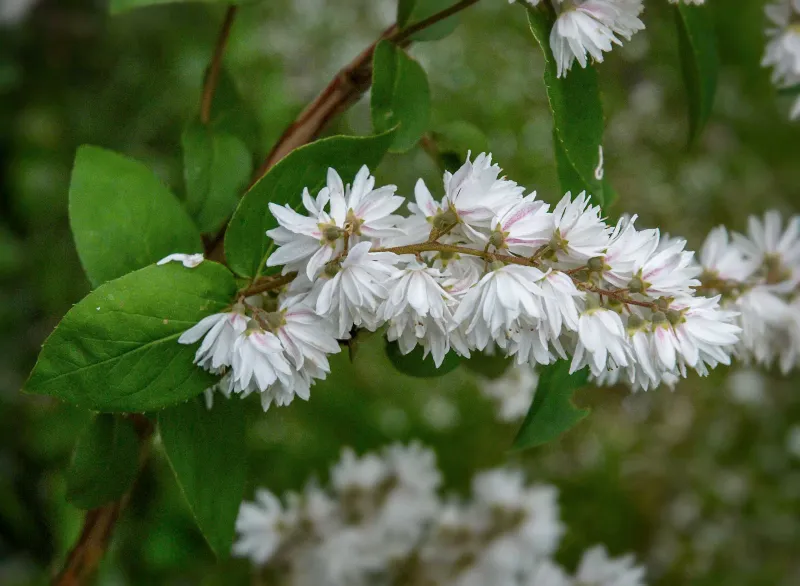 Deutzia scabra - vaso Ø18 cm Deutzia scabra - vaso Ø18 cm